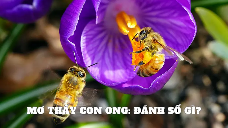 Mơ thấy con ong: Đánh số gì?