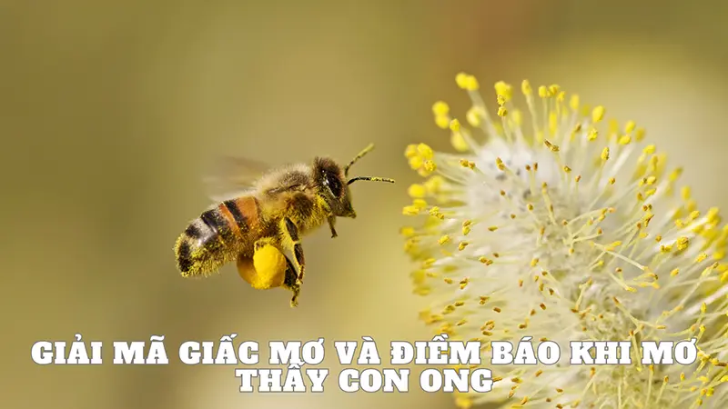 Giải mã giấc mơ và điềm báo khi mơ thấy con ong