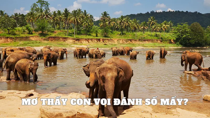 Mơ thấy con voi đanh số mấy trúng lớn?