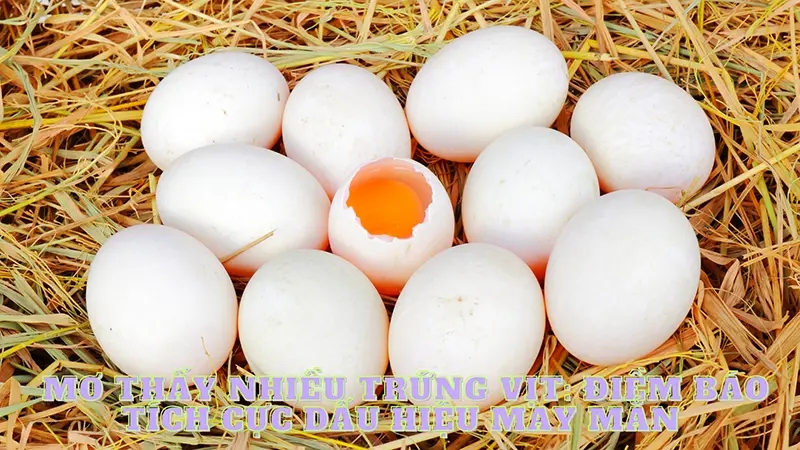 Mơ thấy nhiều trứng vịt: điềm báo tích cực dấu hiệu may mắn