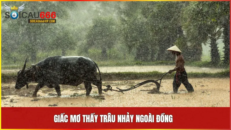 Trâu nhảy báo hiệu tình yêu thăng hoa và những khởi đầu tươi sáng