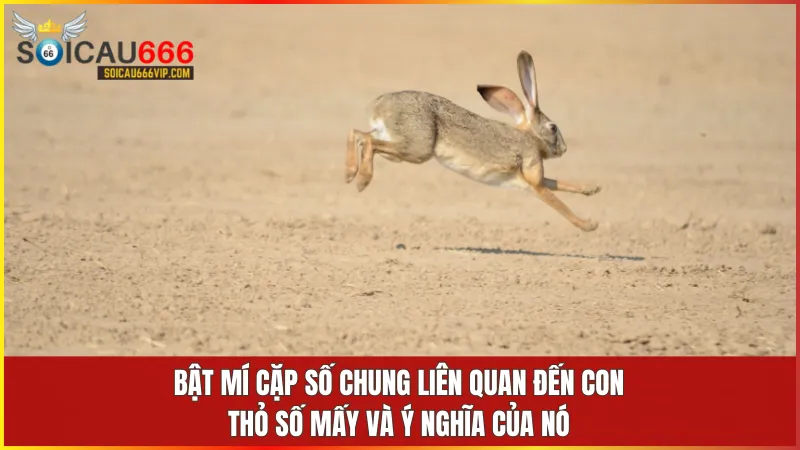Con thỏ số mấy? Bật mí số may mắn đang ẩn sau giấc mơ! 7 Các số 08 48 88 đại diện cho sự phát triển ổn định và nhân đôi may mắn từ hình tượng con thỏ