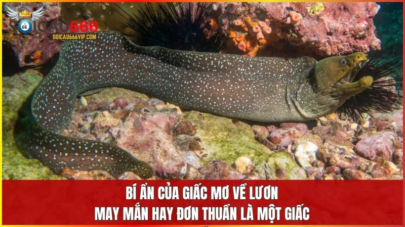 Hé lộ bí ẩn mơ thấy con lươn đánh số mấy? Cận cảnh điềm báo thần bí 7 Giấc mơ thấy lươn mang theo những thông điệp sâu sắc về vận mệnh và cuộc sống.