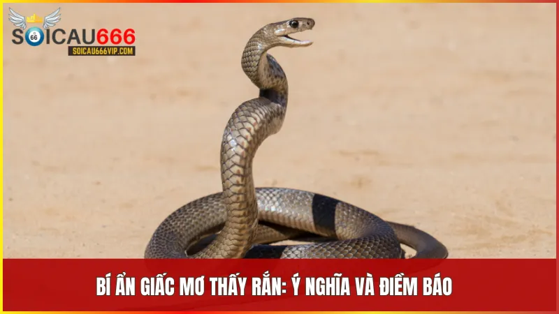 Giấc mơ thấy rắn có thể là dấu hiệu của sự tái sinh, thử thách hoặc may mắn sắp đến.