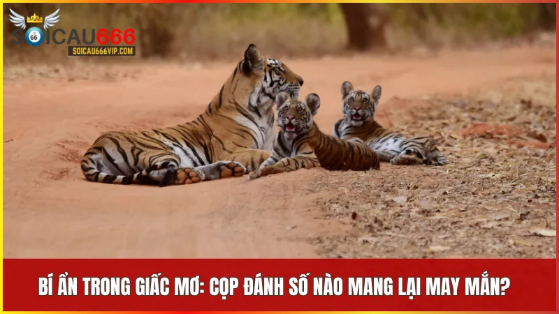 Mỗi chi tiết trong giấc mơ thấy cọp hé lộ con số riêng biệt giúp tăng vận may