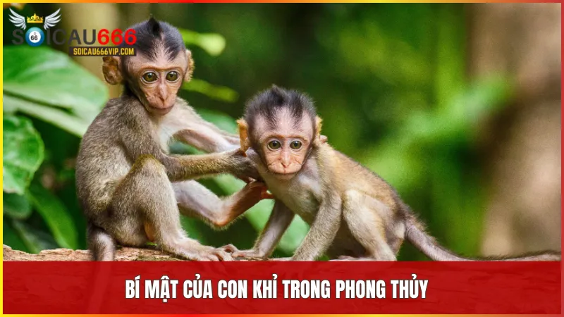 Tìm hiểu giấc mơ thấy con khỉ đánh số mấy? Điềm báo và con số liên quan 6 Con khỉ mang biểu tượng của trí tuệ lanh lợi và khả năng thu hút tài lộc trong phong thủy