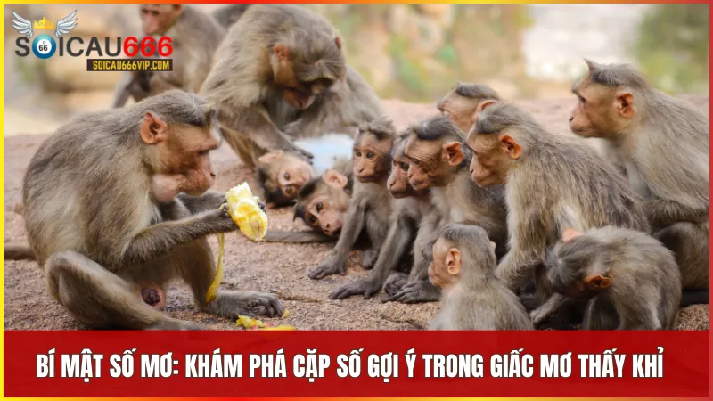 Tìm hiểu giấc mơ thấy con khỉ đánh số mấy? Điềm báo và con số liên quan 8 Con khỉ mang biểu tượng của trí tuệ lanh lợi và khả năng thu hút tài lộc trong phong thủy