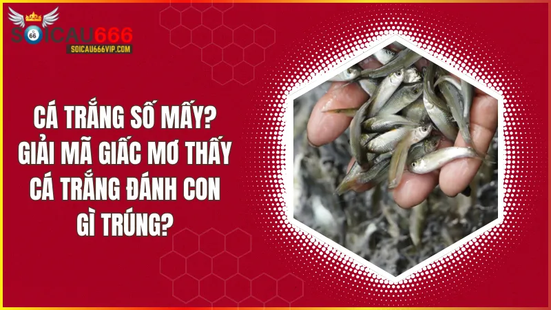 Cá trắng số mấy? Giải mã giấc mơ thấy cá trắng đánh con gì trúng?
