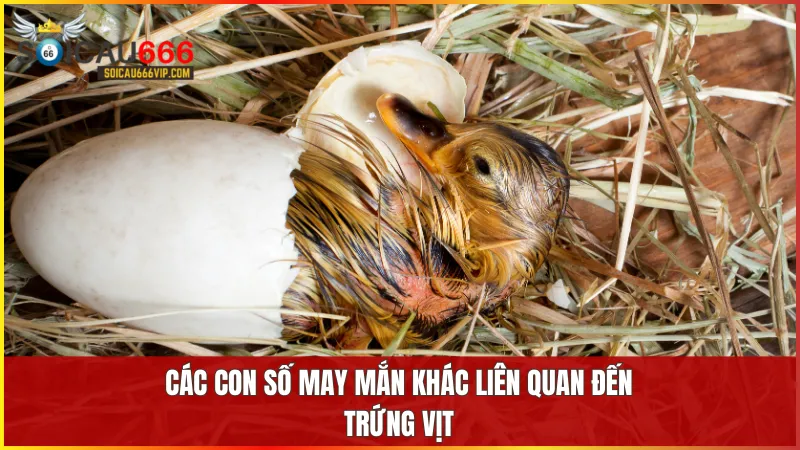 Tùy theo hoàn cảnh giấc mơ mà trứng vịt sẽ mang đến những con số thể hiện vận hội khác nhau
