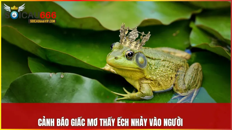 Mơ thấy ếch nhảy vào người là lời cảnh báo về những mối nguy hoặc người xấu đang tiếp cận bạn.