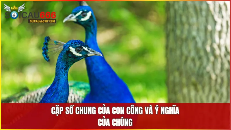 Con công là số mấy? Mơ thấy con công đánh con gì để trúng lớn? 6 Các con số như 04 44 84 gắn liền với sự hài hòa thịnh vượng và vẻ đẹp trưởng thành của con công