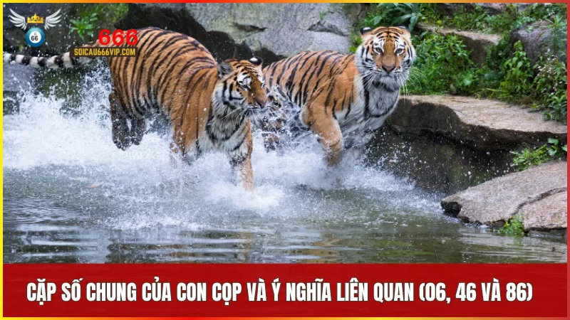 Số 06 46 và 86 mang ý nghĩa bảo vệ phát triển và sức mạnh vượt qua thử thách