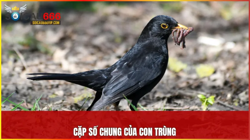 Con trùng số mấy? Phân tích giấc mơ thấy con trùng đánh con gì chắc trúng? 6 Những cặp số như 31 66 hoặc 83 30 được liên kết với thành công ổn định và những thay đổi mang tính sáng tạo