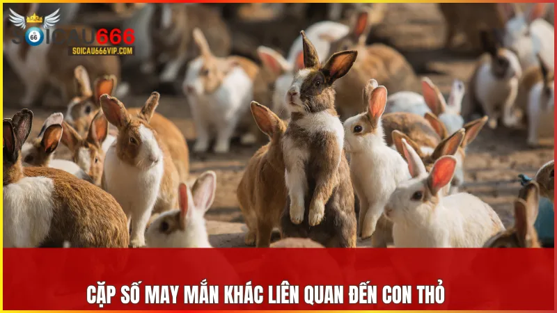 Con thỏ số mấy? Bật mí số may mắn đang ẩn sau giấc mơ! 8 Từng hoàn cảnh mơ thấy thỏ đi kèm những cặp số may mắn mang ý nghĩa phong thủy riêng biệt