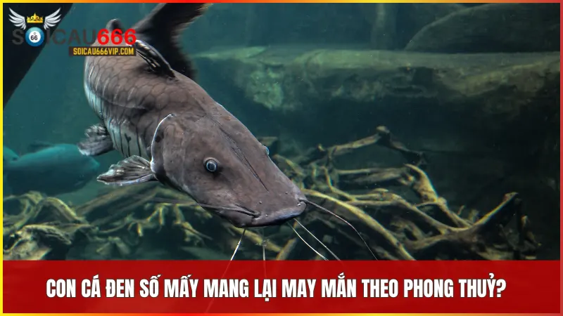 Con cá đen số mấy may mắn? Giải mã nằm mơ thấy cá đen có ý nghĩa gì? 6 Cá đen đại diện cho tài lộc và khả năng hóa giải nguồn năng lượng tiêu cực