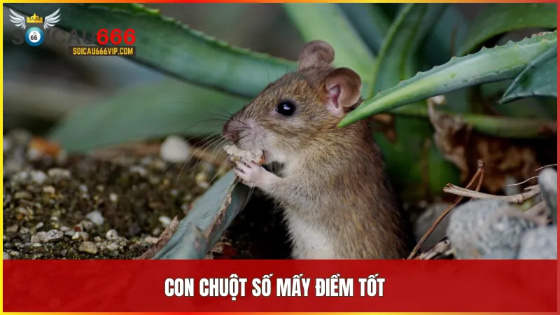 Con chuột số mấy mang nhiều điều may? Giải mã kết nối giấc mơ thấy con chuột 8 Con chuột số mấy thể hiện rõ ràng về sự thay đổi vận mệnh và cơ hội phía trước