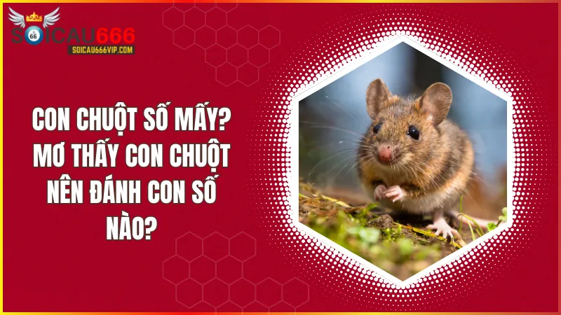 Con chuột số mấy mang nhiều điều may? Giải mã kết nối giấc mơ thấy con chuột