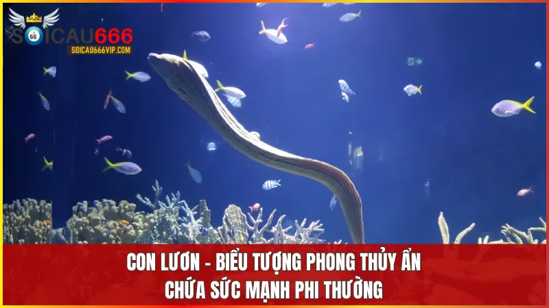 Hé lộ bí ẩn mơ thấy con lươn đánh số mấy? Cận cảnh điềm báo thần bí 6 Lươn tượng trưng cho sự kiên trì, linh hoạt và khả năng vượt qua khó khăn trong phong thủy.