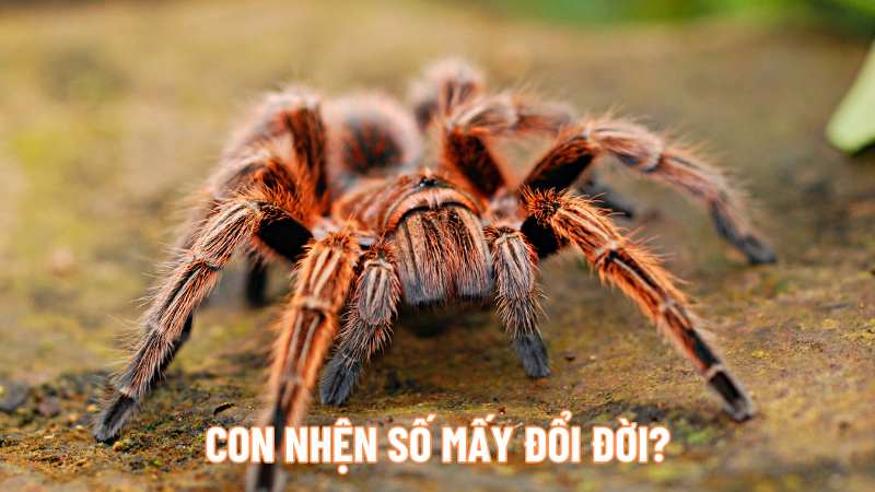 Nên vui hay lo khi mơ thấy con nhện? Tìm hiểu con nhện số mấy đổi đời?