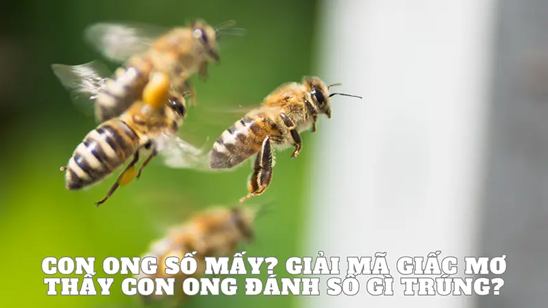 Con ong số mấy? Giải mã giấc mơ thấy con ong đánh con gì?