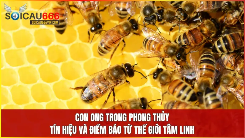 Con ong số mấy? Giải mã giấc mơ thấy con ong đánh con gì? 5 Con ong tượng trưng cho sự siêng năng may mắn và hòa hợp trong cuộc sống gia đình và công việc.
