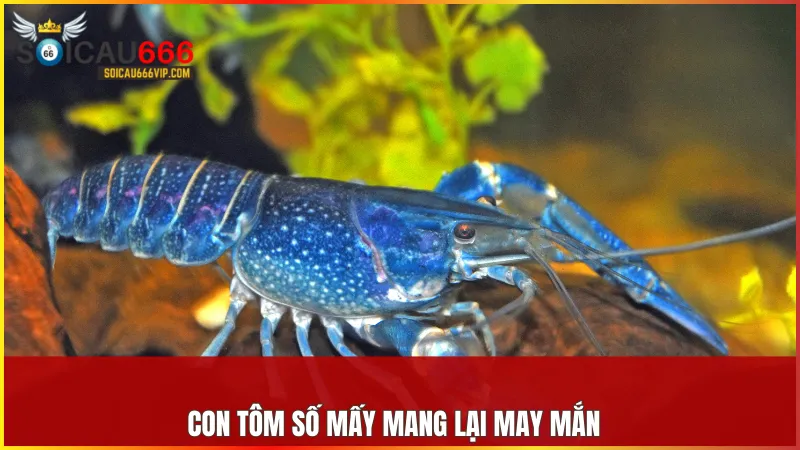 Con tôm số mấy? Giải mã giấc mơ thấy tôm và điềm báo liên quan 6 Những con số liên quan đến tôm giúp bạn nhận diện cơ hội và vận may trong cuộc sống.