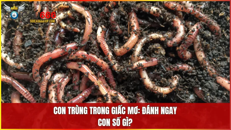 Con trùng số mấy? Phân tích giấc mơ thấy con trùng đánh con gì chắc trúng? 8 Tổng hợp các con số ứng với từng hoàn cảnh giấc mơ giúp bạn có thêm cơ sở để thử vận may hiệu quả