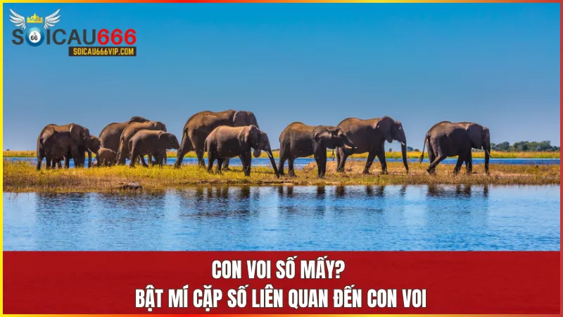Các con số như 13 53 93 được xem là mang lại vận may khi liên kết với hình ảnh con voi trong phong thủy.