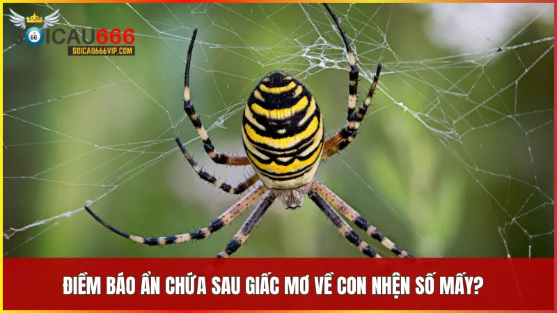 Tổng hợp các loại nhện và số may mắn giúp bạn chọn lựa vận may phù hợp