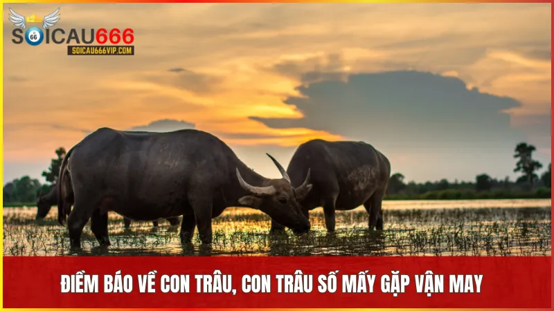 Con trâu số mấy? mơ thấy trâu là cơ hội để thay đổi vận may