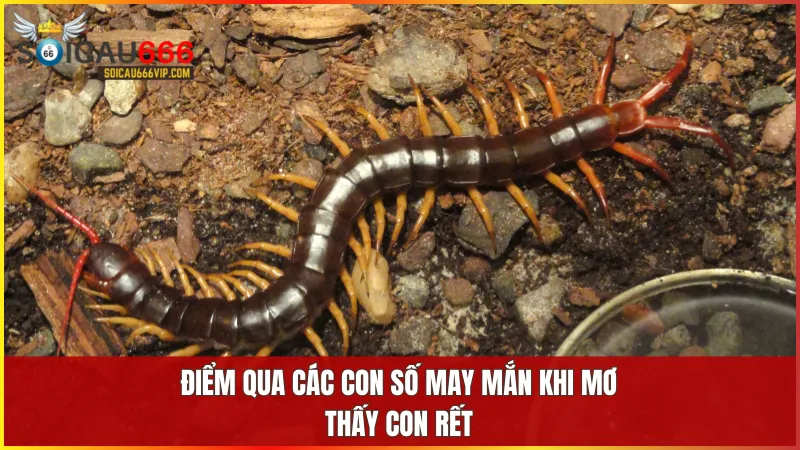 Tín hiệu về giấc mơ con rết? Giải mã con số may mắn khi mơ thấy rết 10 Tổng hợp những con số tương ứng với từng giấc mơ về rết giúp bạn tăng cơ hội tài lộc