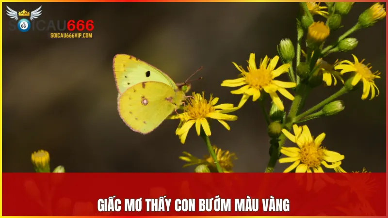 Giải giải mã giấc mơ thấy con bướm và những con số may mắn nên đánh 8 Bướm vàng gợi mở cơ hội thực hiện dự định và mang đến nguồn năng lượng tích cực