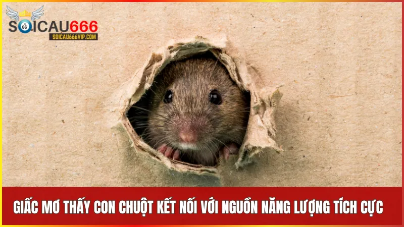 Con chuột số mấy mang nhiều điều may? Giải mã kết nối giấc mơ thấy con chuột 7 Những con số liên quan đến chuột như 15 55 và 95 mang ý nghĩa trí tuệ may mắn và thành công