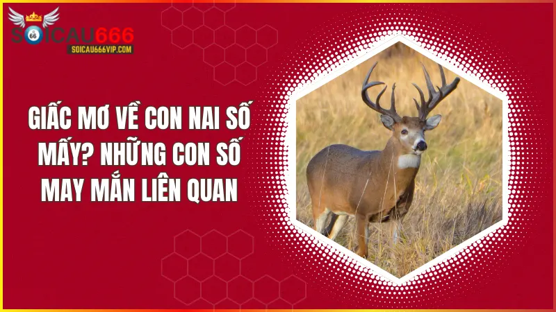 Giấc mơ về con nai số mấy? Có phải là điềm báo quan trọng?