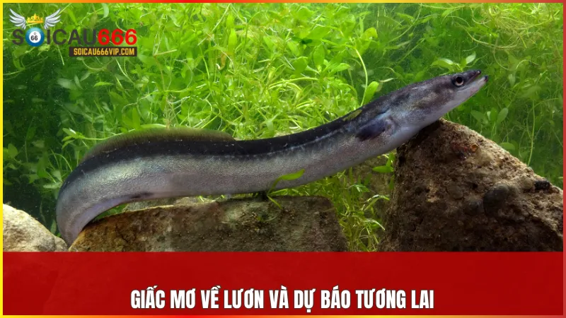 Hé lộ bí ẩn mơ thấy con lươn đánh số mấy? Cận cảnh điềm báo thần bí 8 Con lươn trong mơ phản ánh dự báo cuộc sống và các cơ hội phía trước.