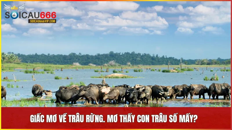 Trâu rừng biểu hiện cuộc sống thanh bình và tâm hồn an yên