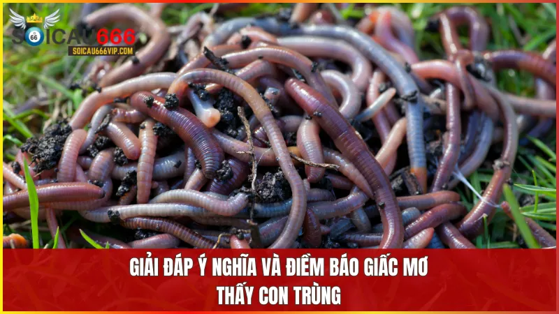 Con trùng số mấy? Phân tích giấc mơ thấy con trùng đánh con gì chắc trúng? 7 Từng tình huống mơ thấy con trùng phản ánh trạng thái cảm xúc và những giai đoạn biến chuyển trong cuộc sống