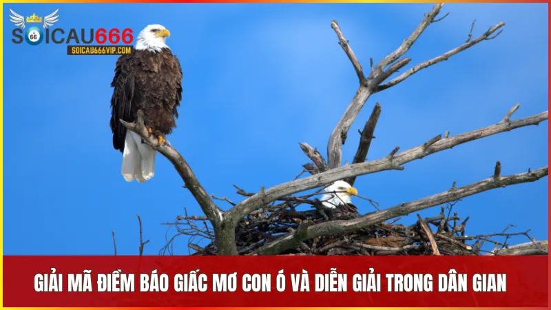 Giải mã giấc mơ về con ó: Chim ó đánh con gì, nên chọn số mấy để trúng? 7 Giấc mơ thấy con Ó phản ánh niềm tin vào chiến thắng và sự may mắn từ truyền thống dân gian