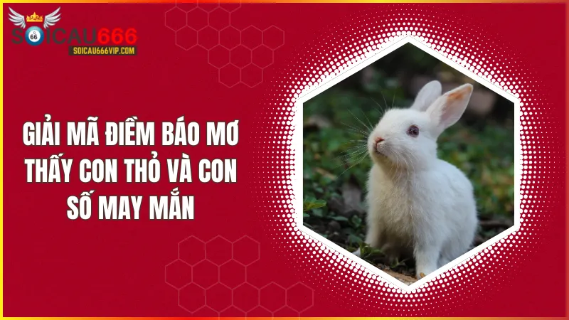 Con thỏ số mấy? Bật mí số may mắn đang ẩn sau giấc mơ!