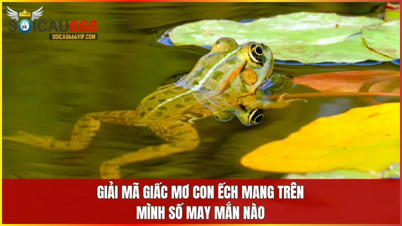 Giấc mơ thấy ếch thường mang đến những con số may mắn giúp bạn khai mở vận tài lộc.
