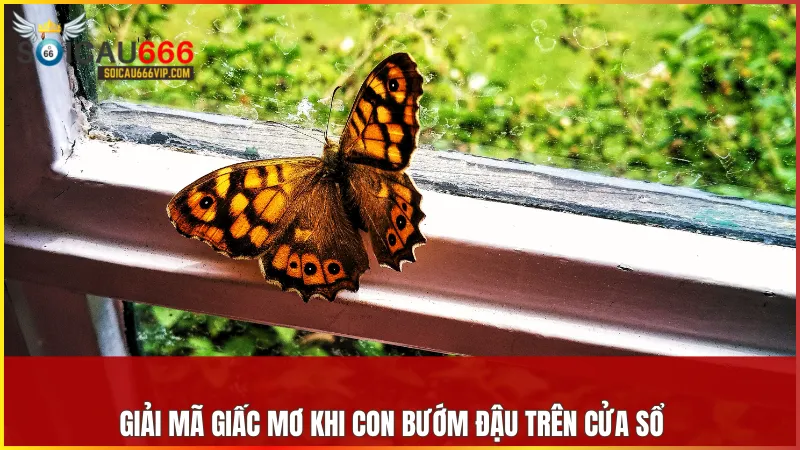 Giải giải mã giấc mơ thấy con bướm và những con số may mắn nên đánh 9 Bướm đậu trên cửa sổ là lời cảnh báo về các mối quan hệ có thể gây tổn thương nếu không cảnh giác