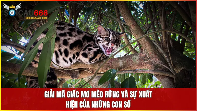 Ngủ mơ thấy mèo rừng và gợi ý những con số để tăng tỷ lệ thắng lớn? 6 Giấc mơ về mèo rừng ẩn chứa những thông điệp tâm linh liên quan đến con số phát tài
