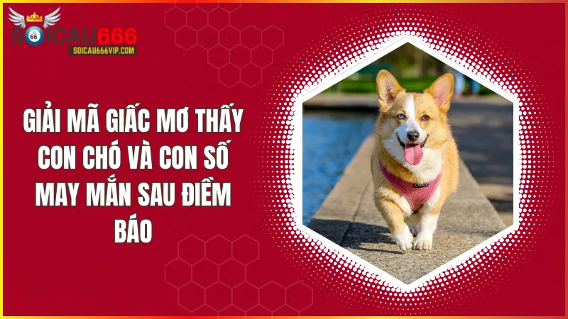 Con chó số mấy? Giải mã giấc mơ thấy con chó và điềm báo liên quan