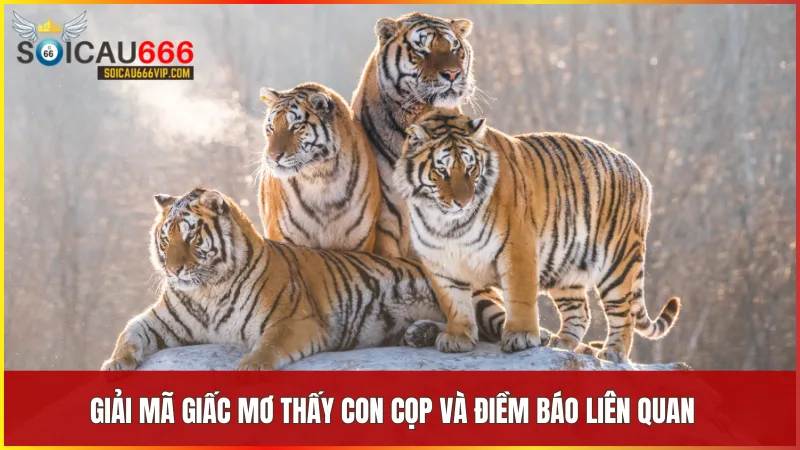Giấc mơ thấy con cọp cho thấy những biến động nội tâm và dự báo các tình huống sắp xảy ra