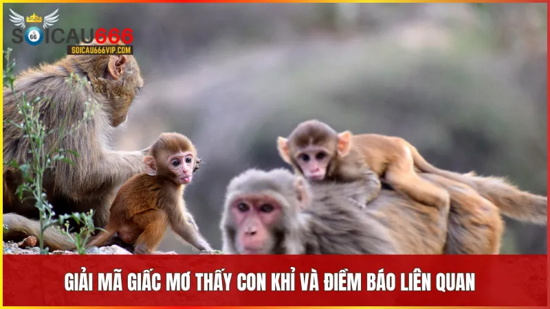 Tìm hiểu giấc mơ thấy con khỉ đánh số mấy? Điềm báo và con số liên quan 9 Giấc mơ thấy khỉ phản ánh những thông điệp quan trọng về cảm xúc vận mệnh và các mối quan hệ