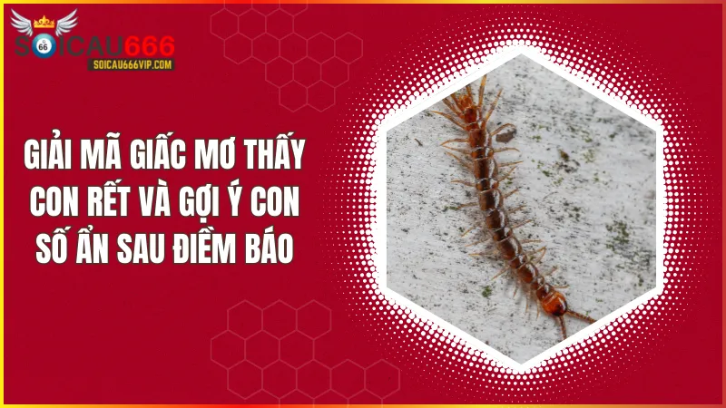 Tín hiệu về giấc mơ con rết? Giải mã con số may mắn khi mơ thấy rết