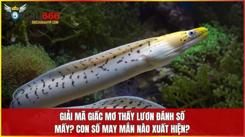 Hé lộ bí ẩn mơ thấy con lươn đánh số mấy? Cận cảnh điềm báo thần bí 10 Danh sách các con số liên quan đến giấc mơ thấy lươn giúp bạn lựa chọn vận may đúng lúc.