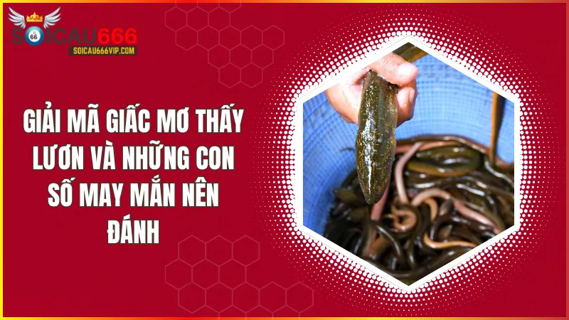 Hé lộ bí ẩn mơ thấy con lươn đánh số mấy? Cận cảnh điềm báo thần bí
