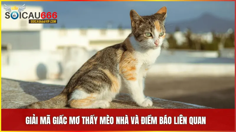 Mèo nhà số mấy? Giải mã giấc mơ thấy mèo nhà và con số may mắn liên quan 7 Mèo xuất hiện trong giấc mơ có thể biểu thị những điềm báo đặc biệt trong đời sống