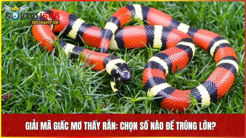 Chi tiết giấc mơ về rắn giúp xác định những con số phù hợp để thử vận may.
